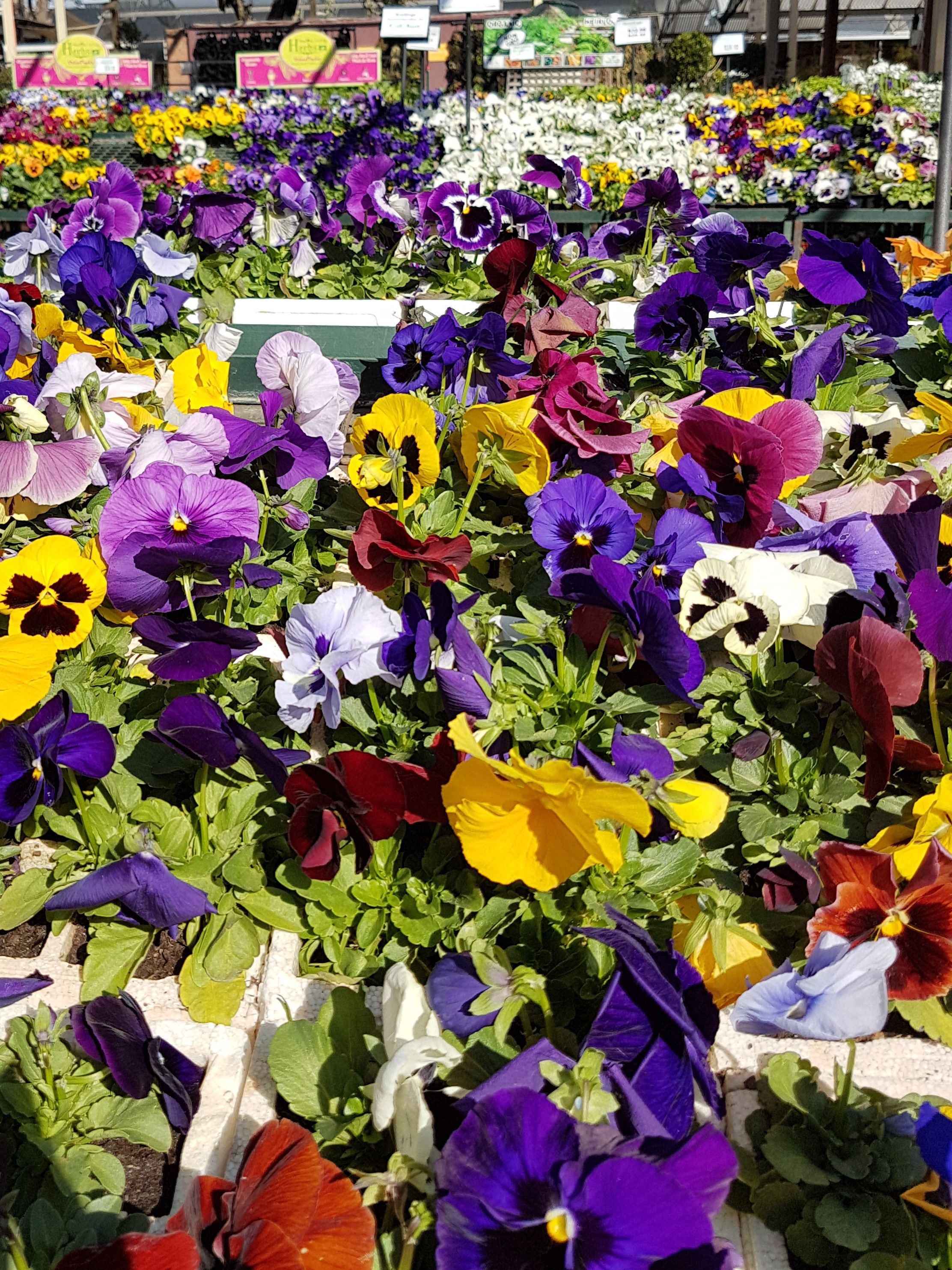 Violas Winter Season Blooming Beauties For Your Garden — Steemit